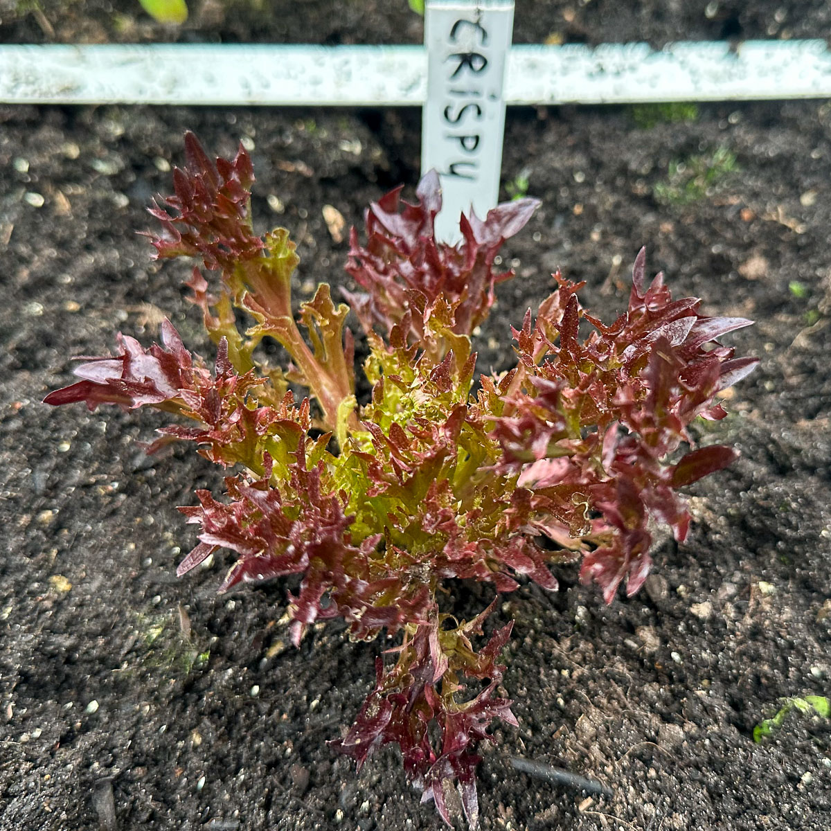 Middelgroot Crispy rode pluksla-plantje in de Makkelijke Moestuin