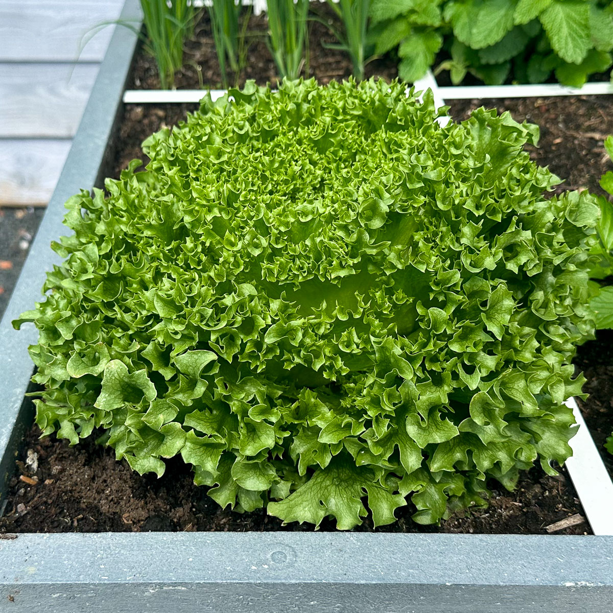 Crystal Lettuce in the Makkelijke Moestuin