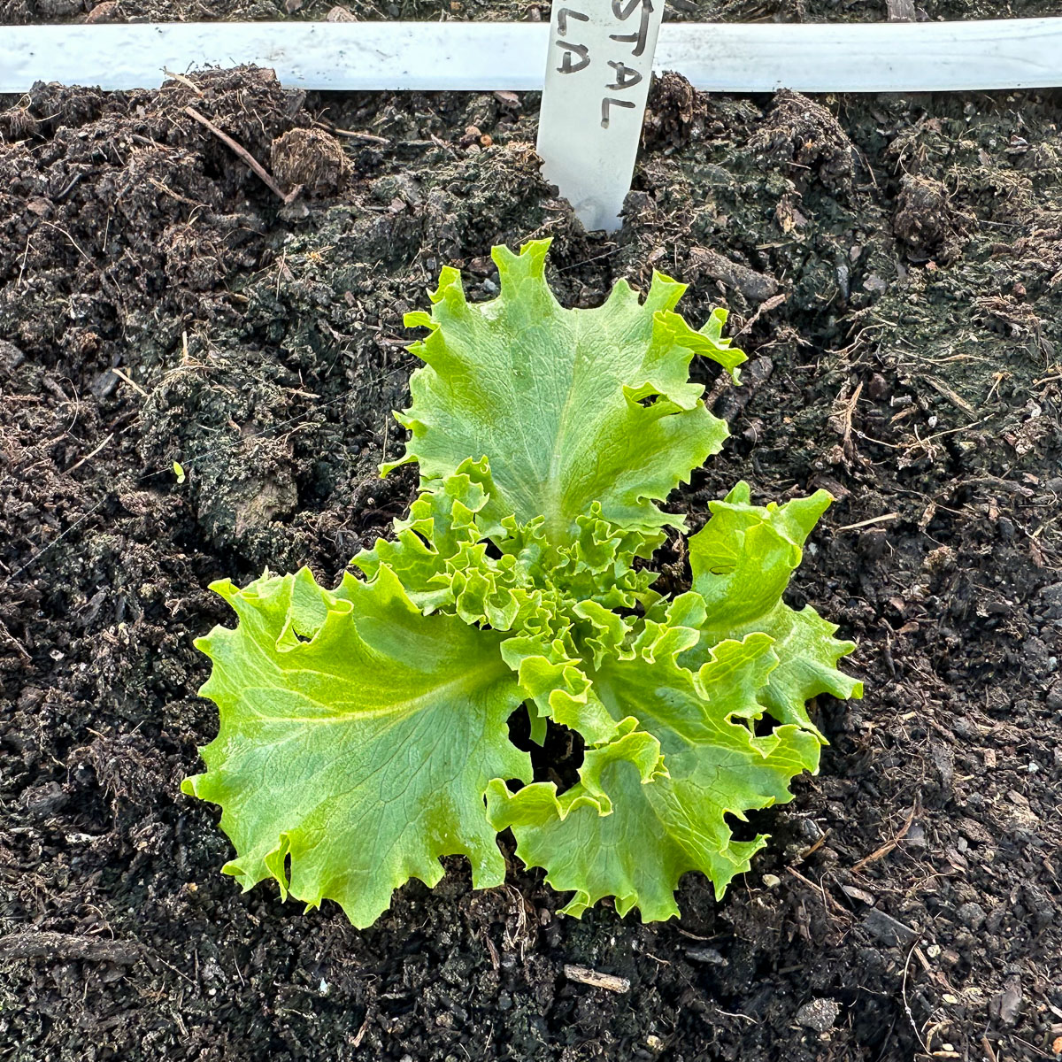 Small Crystal lettuce plant: just transferred to a Makkelijke Moestuin box
