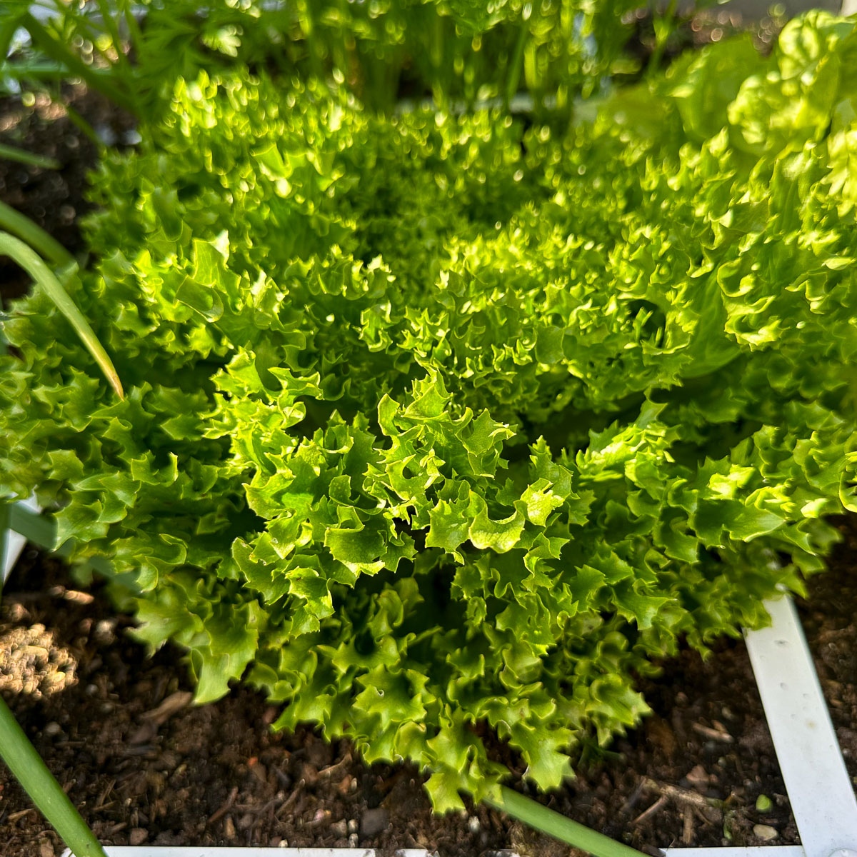 High time to harvest this Crystal Lettuce completely