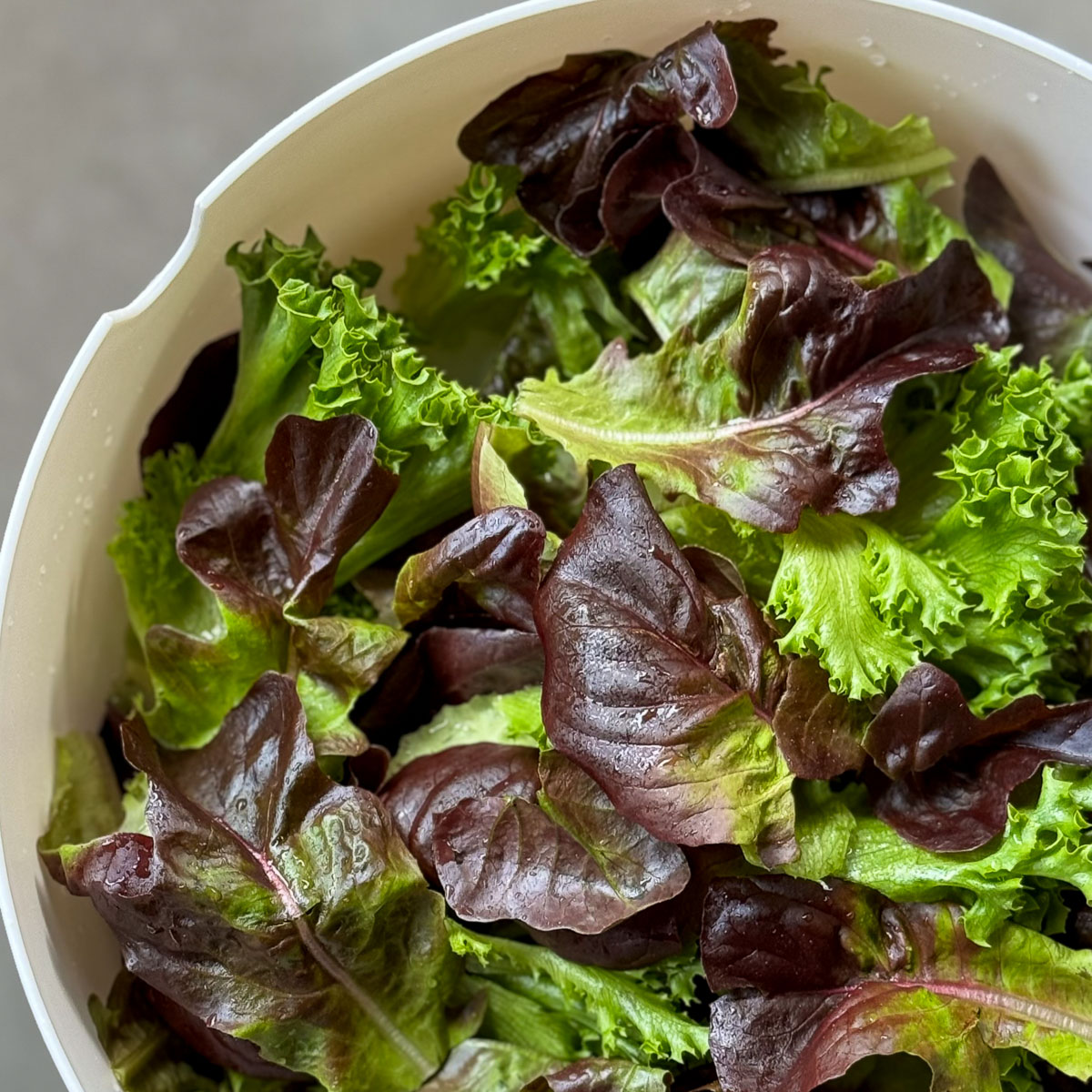Crystal lettuce and red Butter lettuce: fresh from the Makkelijke Moestuin