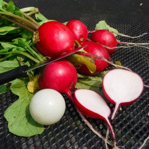 Giant Radish