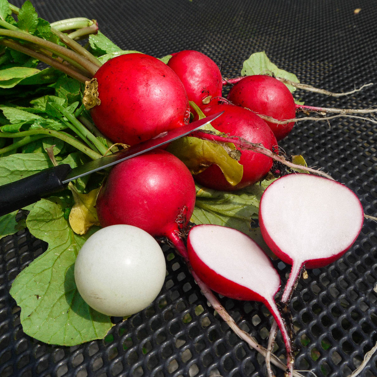 Giant Radish
