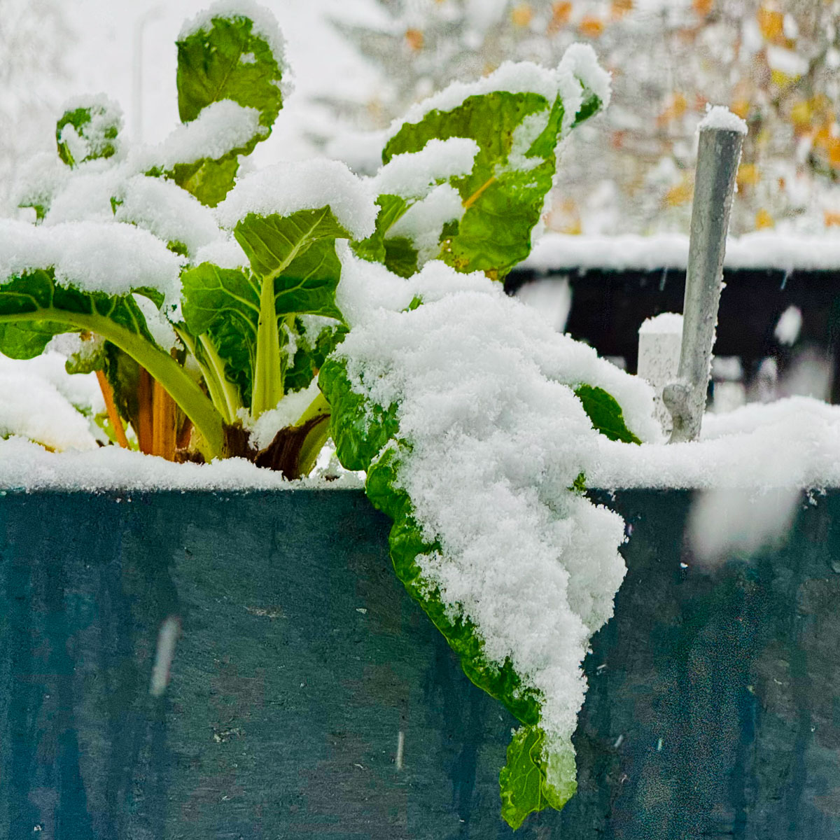 Snijbiet in de sneeuw (foto Silvia Hietbrink)