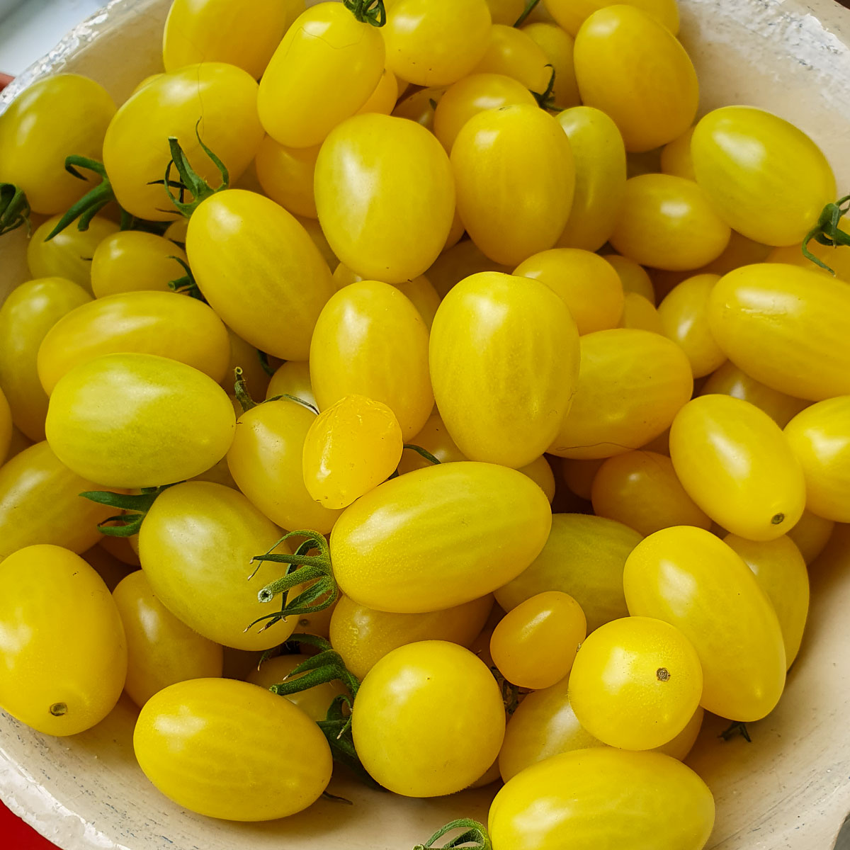Yellow snack tomato