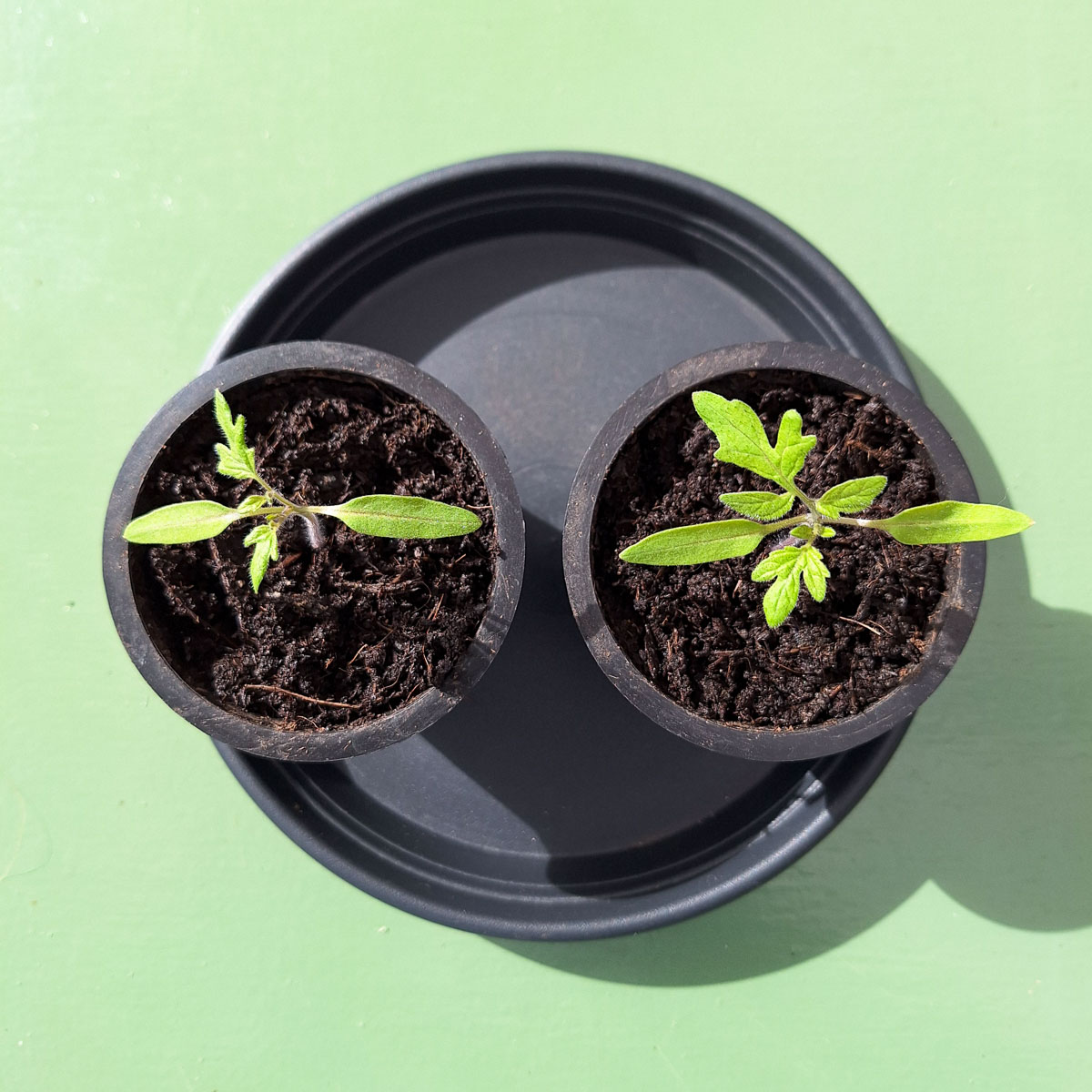 Young yellow snack tomato seedlings started indoors