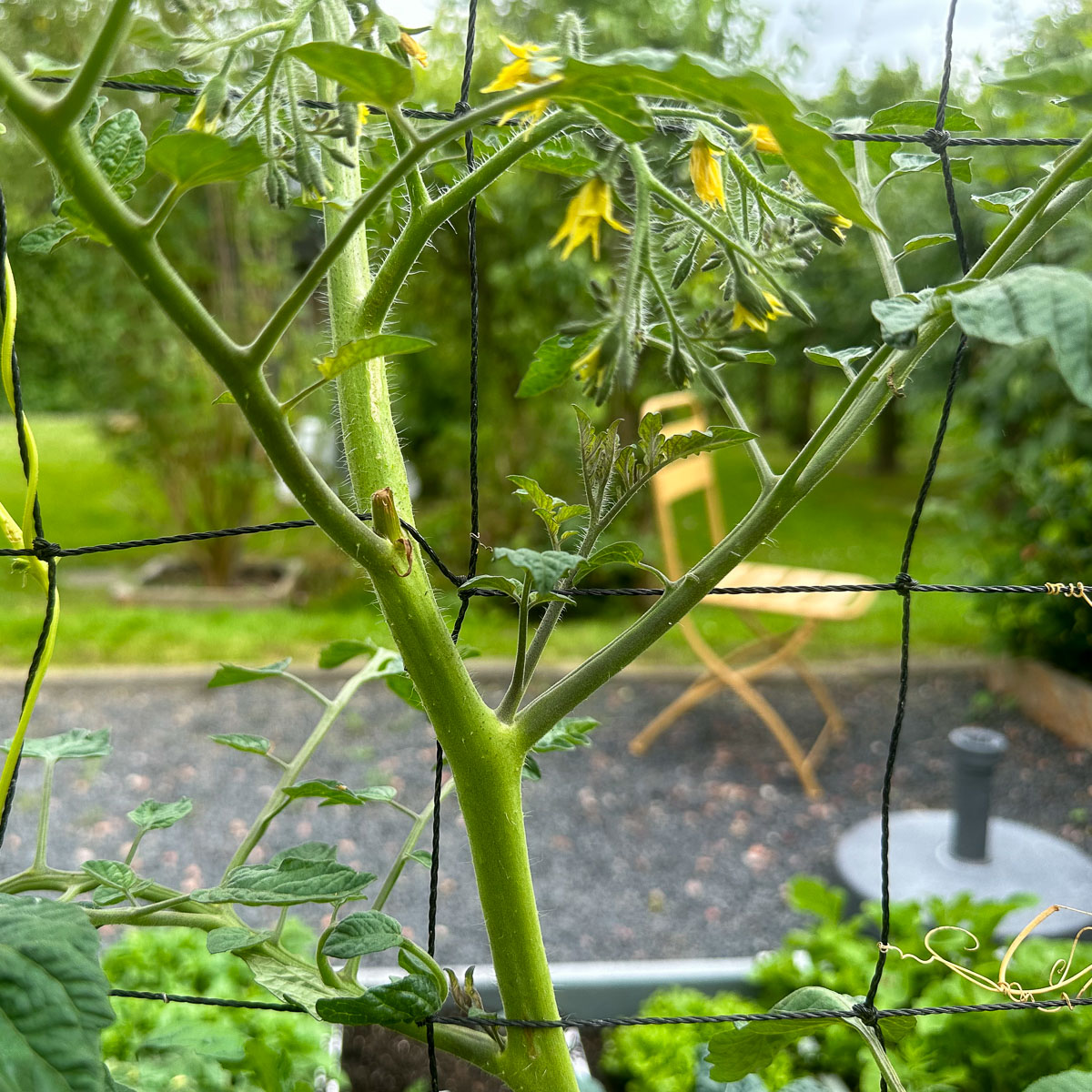 Removing a side shoot from a tomato plant