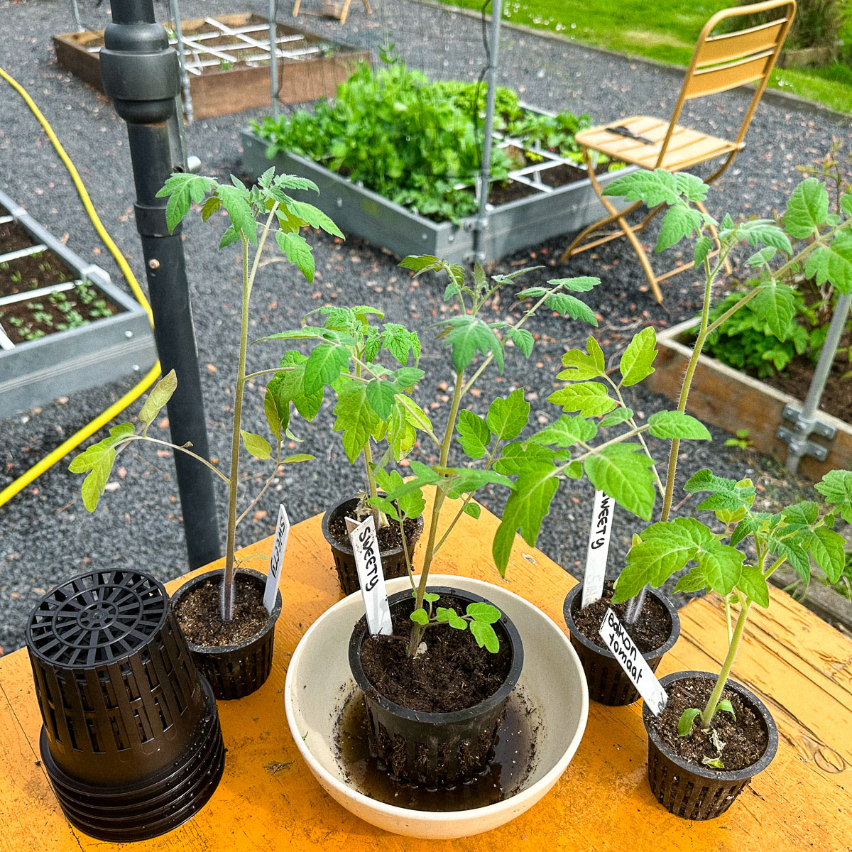 Tomaten overplanten naar een grotere airpot