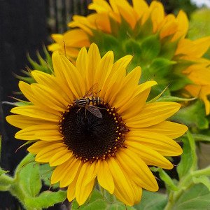 Mini sunflower