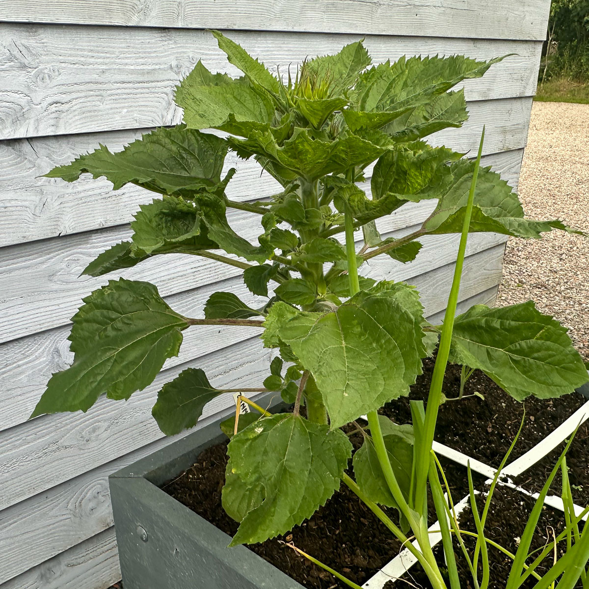 Mini sunflower