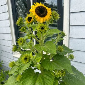 Mini sunflower