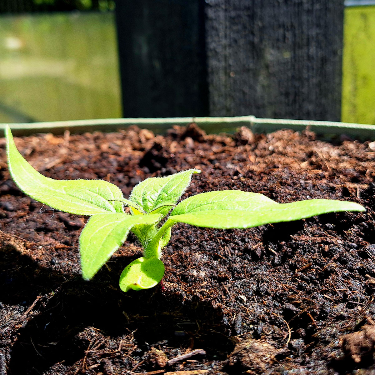Mini sunflower