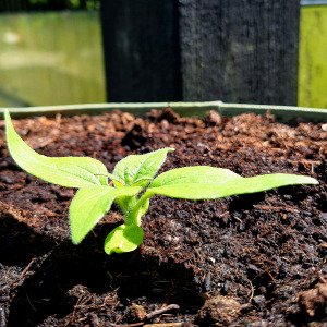 Mini sunflower