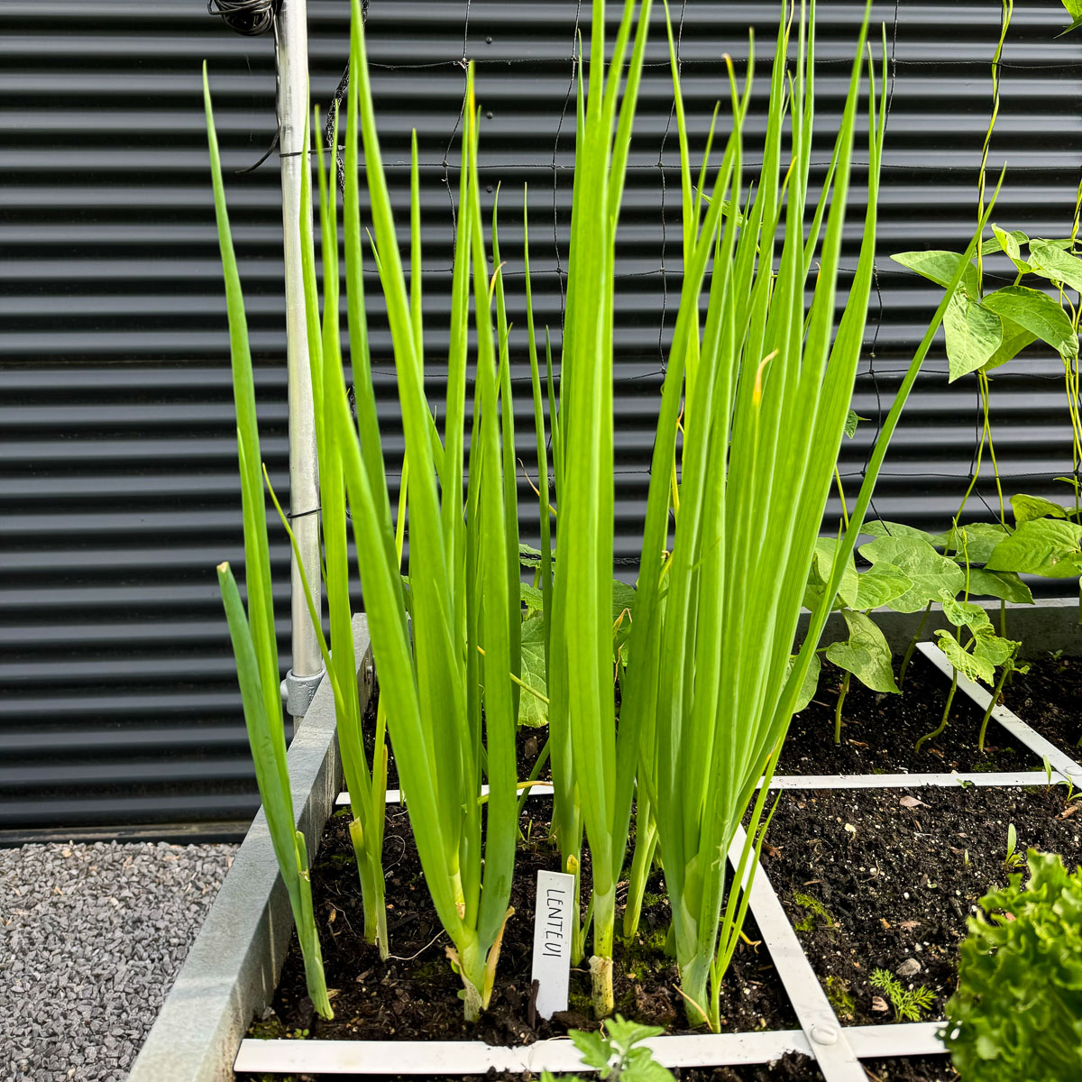 Spring onion