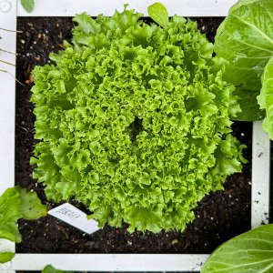 Crystal lettuce