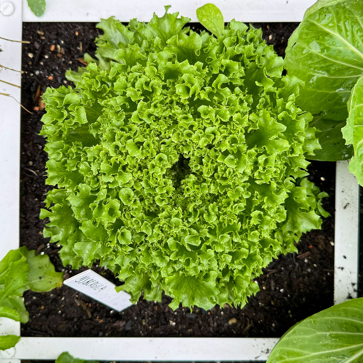 Crystal lettuce