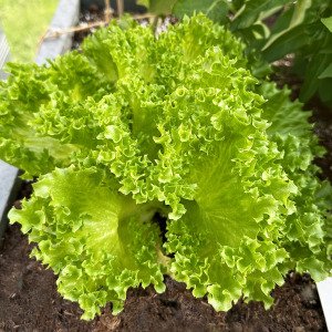 Crystal lettuce