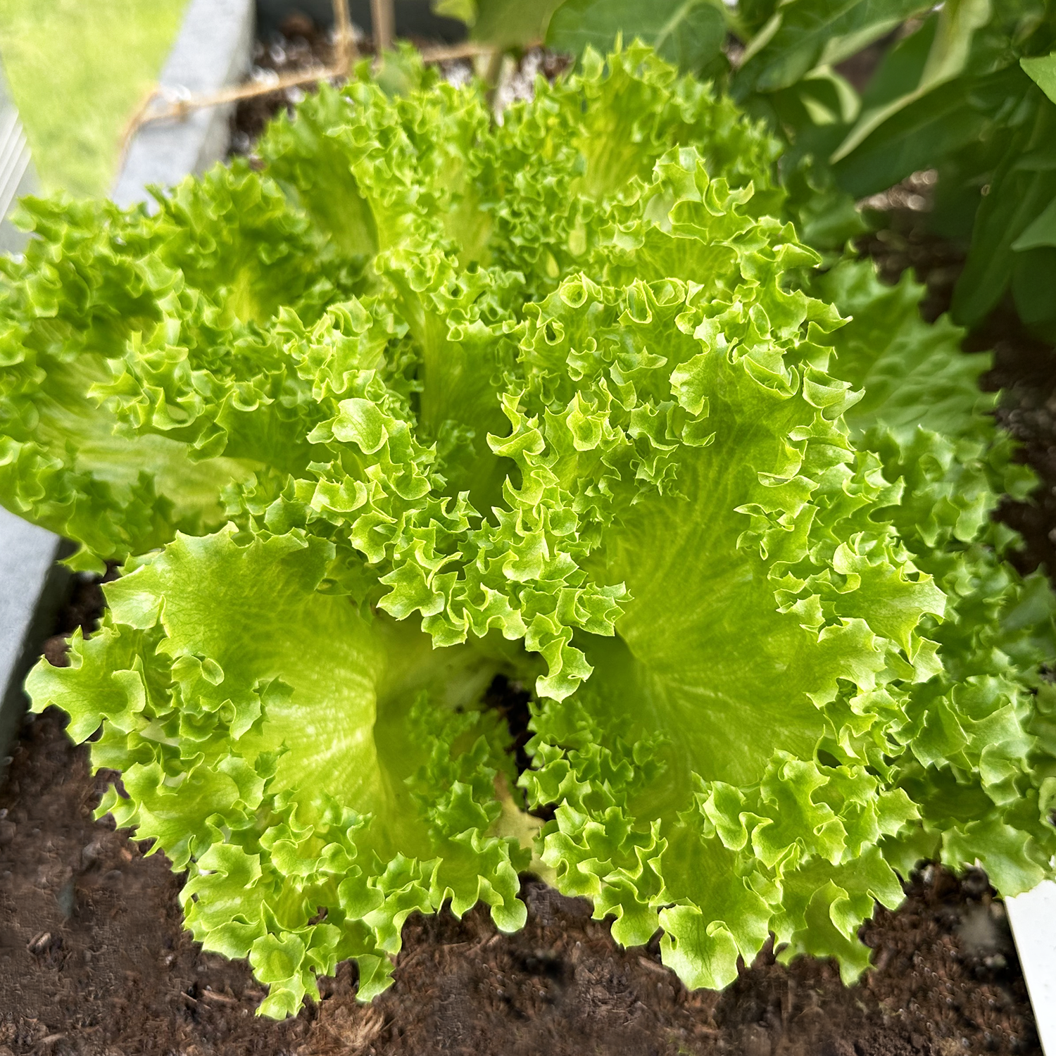 Crystal lettuce