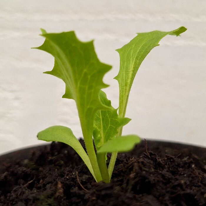 Crystal lettuce