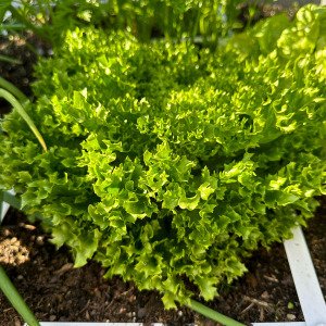 Crystal lettuce