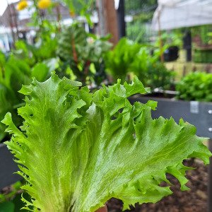 Crystal lettuce