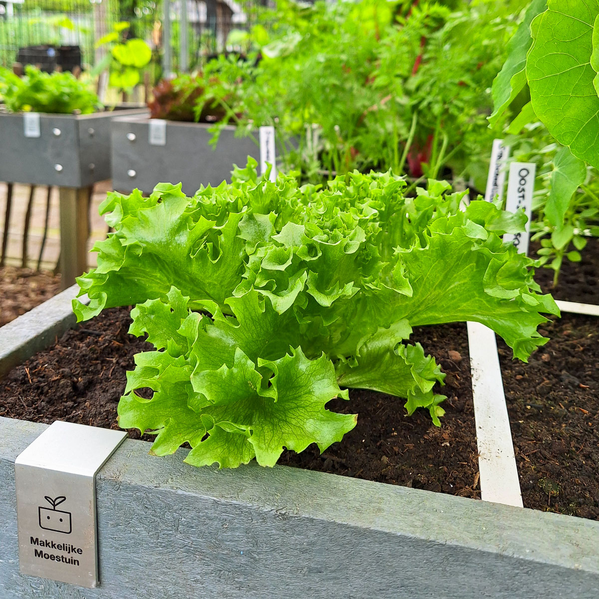Kristalsla plantje: groot genoeg om de eerste blaadjes van te oogsten