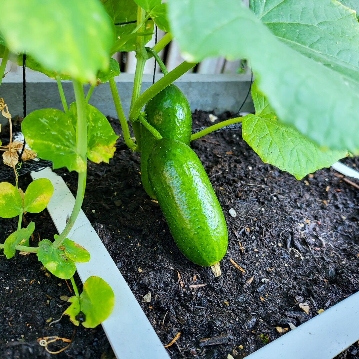 Snack cucumber
