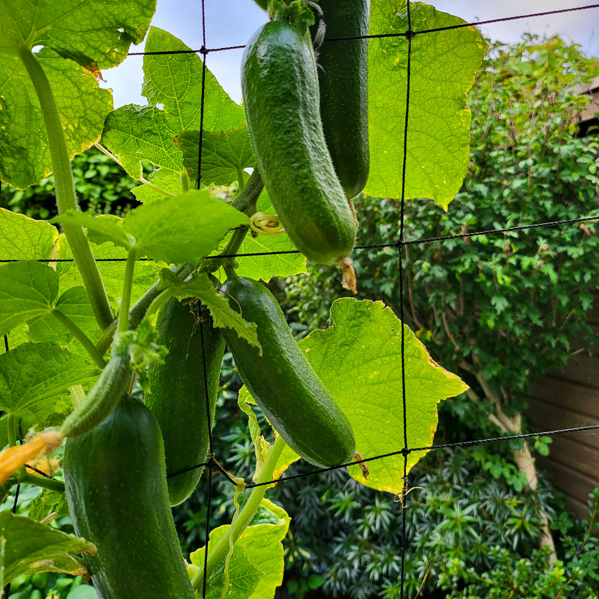 Snack cucumber