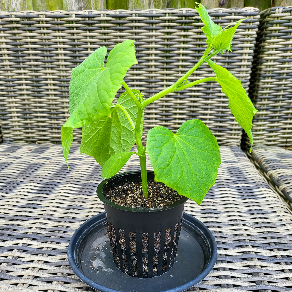 Snack cucumber
