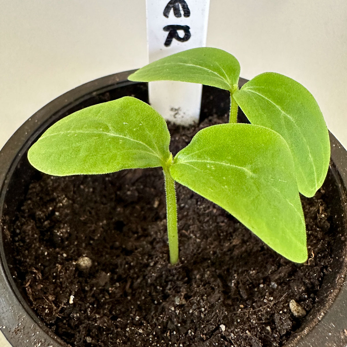 Cucumber