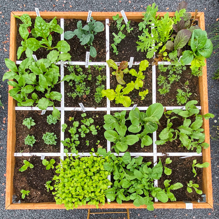 In de vakken krijgt elke soort plant precies genoeg ruimte