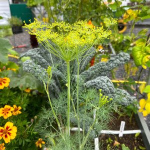 Dill