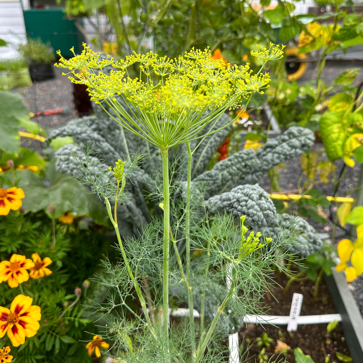 Dill