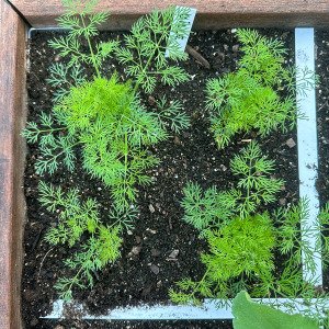 Dill