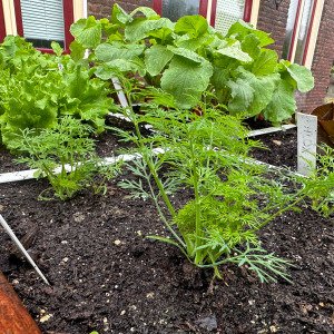 Dill