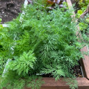 Dill