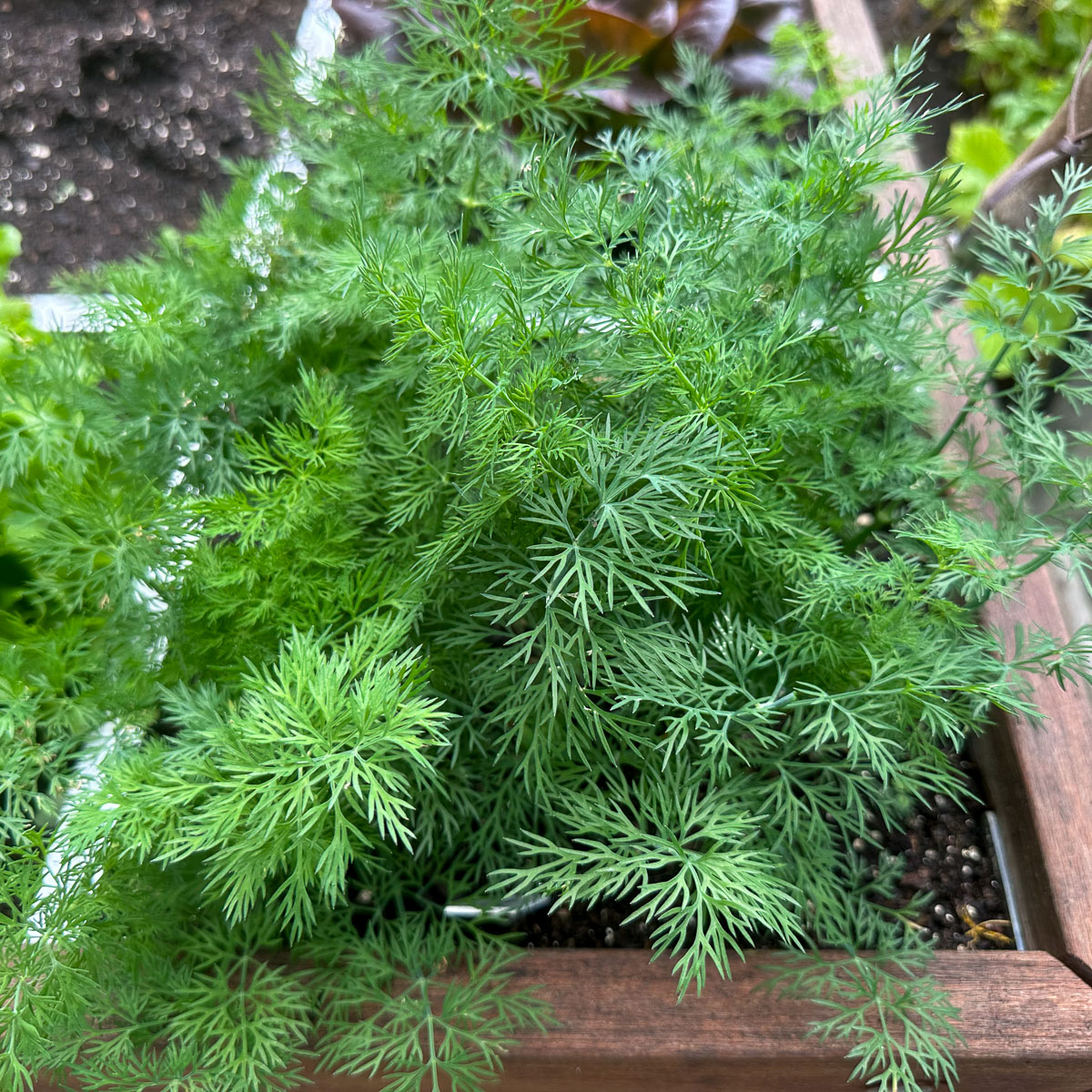 Dill