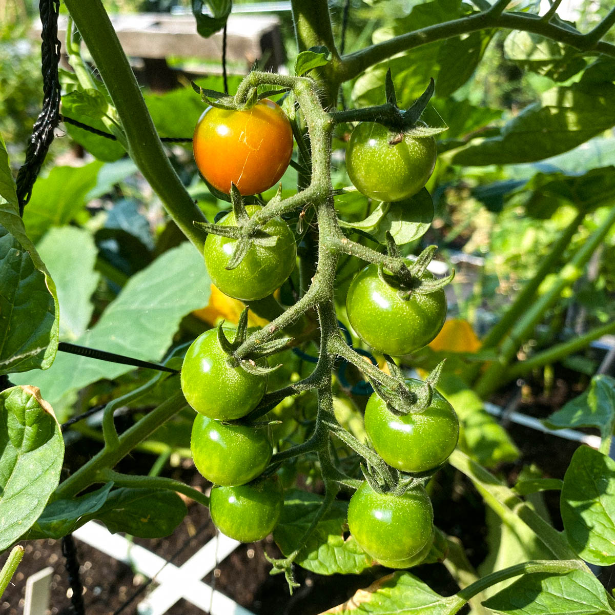 Kerstomaten eind juni aan klimrek in Makkelijke Moestuin
