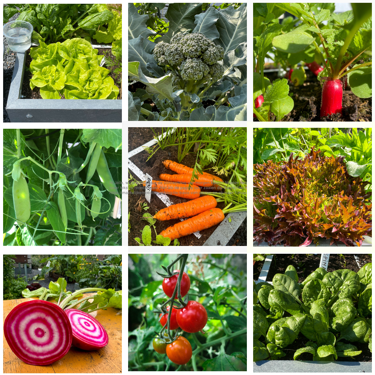 Groentes die perfect passen bij de Makkelijke Moestuin