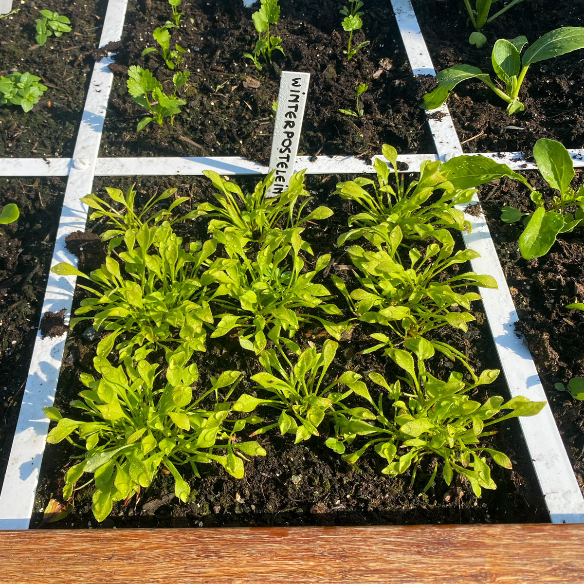 In de Makkelijke Moestuin verdeelt een duide.ijk raster de moetuinbakken in vakken van 30x30 cm