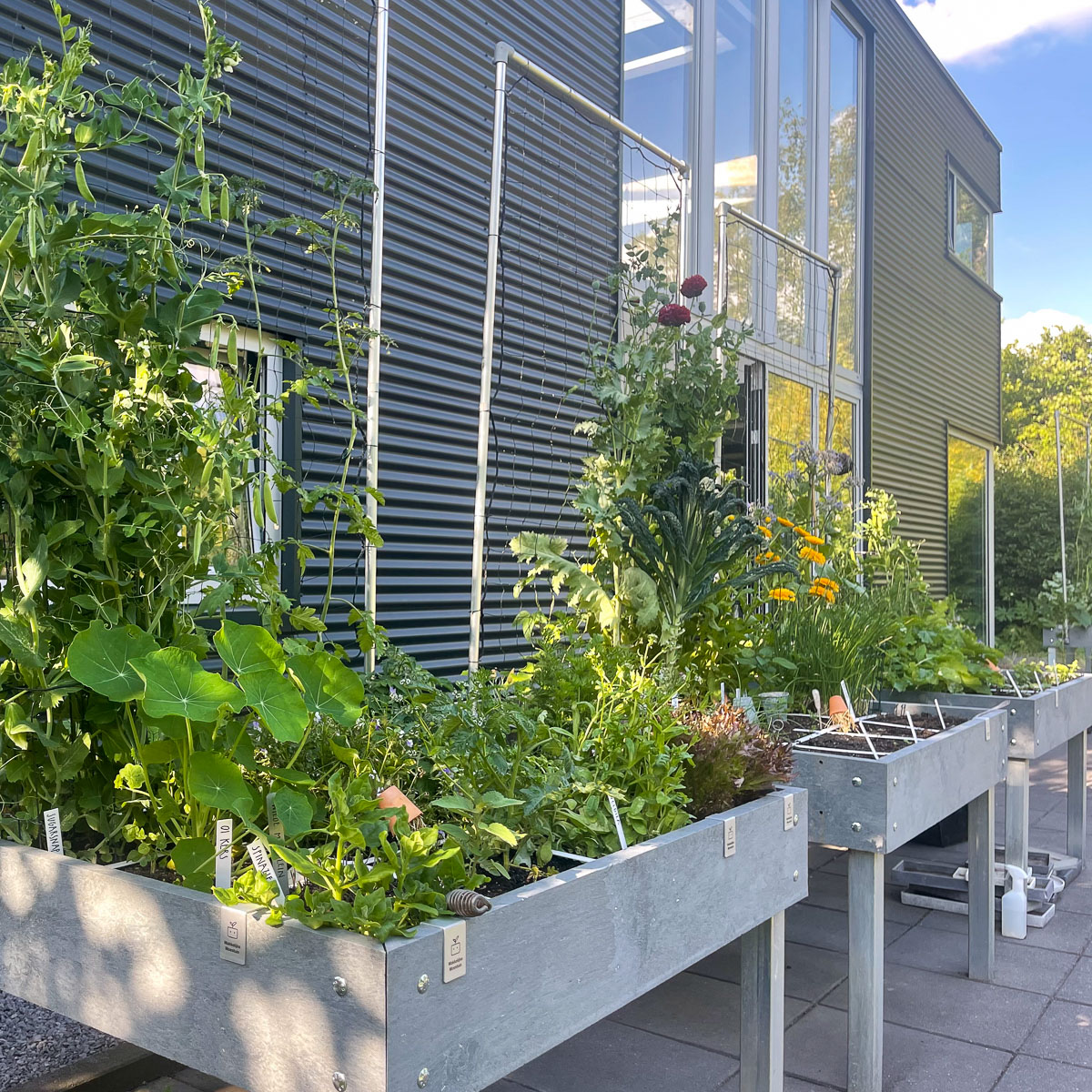 Van betegelde postzegeltuin naar verse salades en massa's tomaatjes