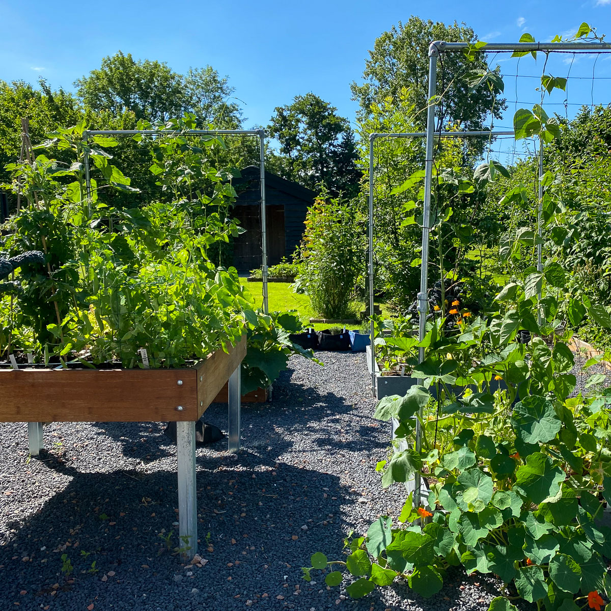Om goed te groeien moeten planten voldoende zonlicht krijgen