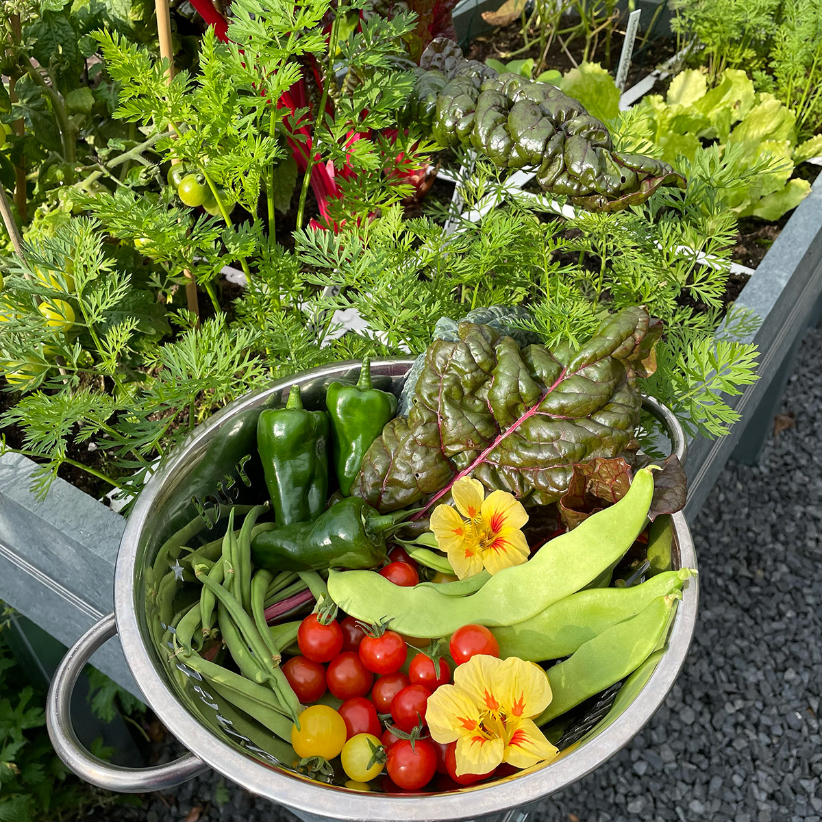 Vroeg in het voorjaar oogsten uit de moestuinbak: genoeg voor een lekkere salade