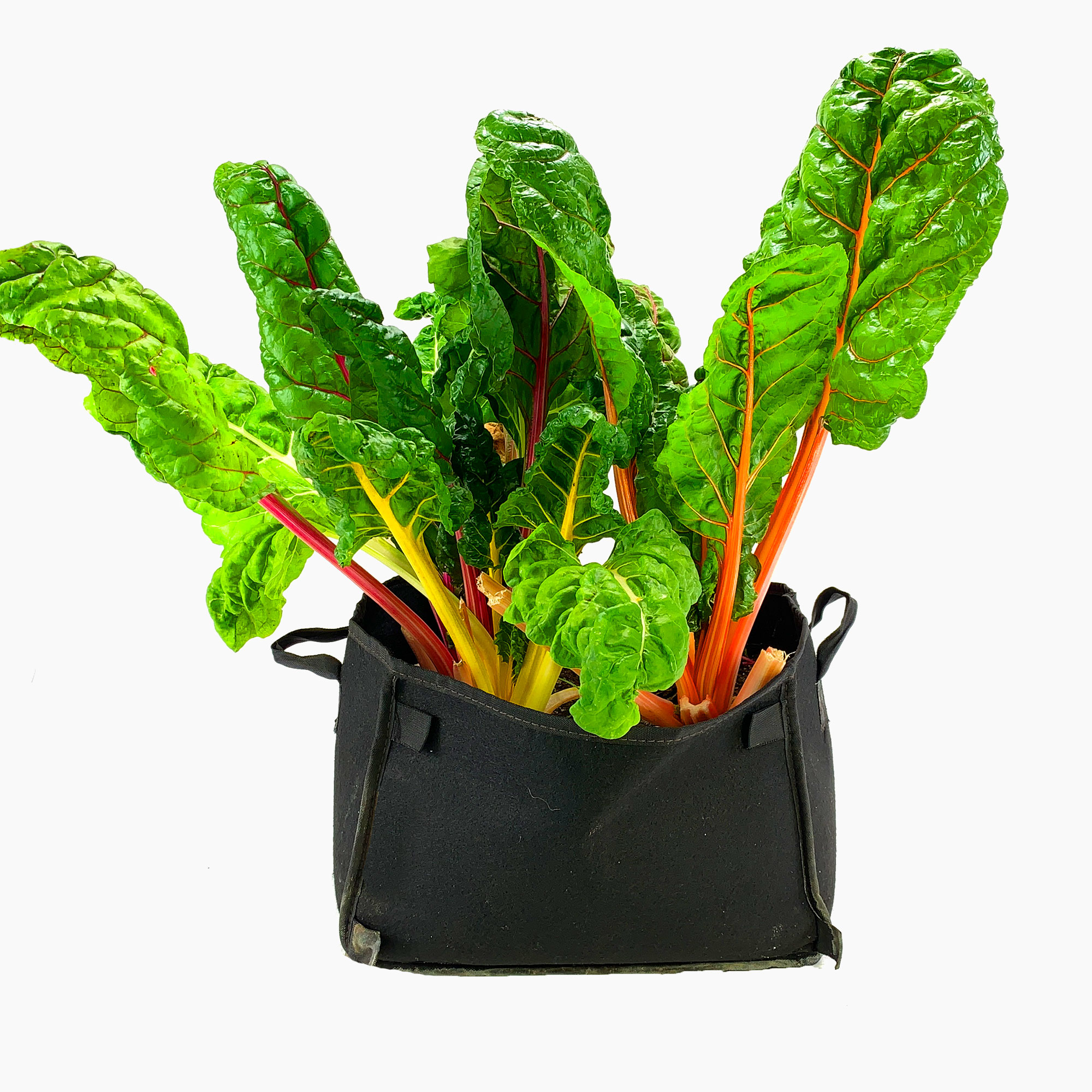 Chard