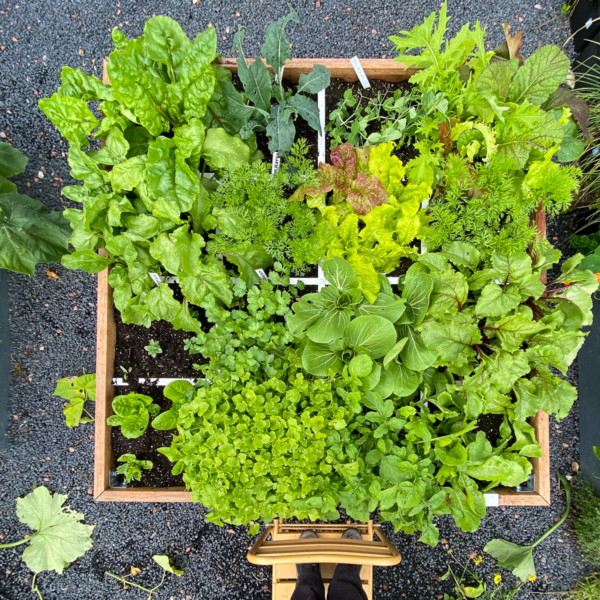 In een Makkelijke Moestuin ga je voor een grote oogst