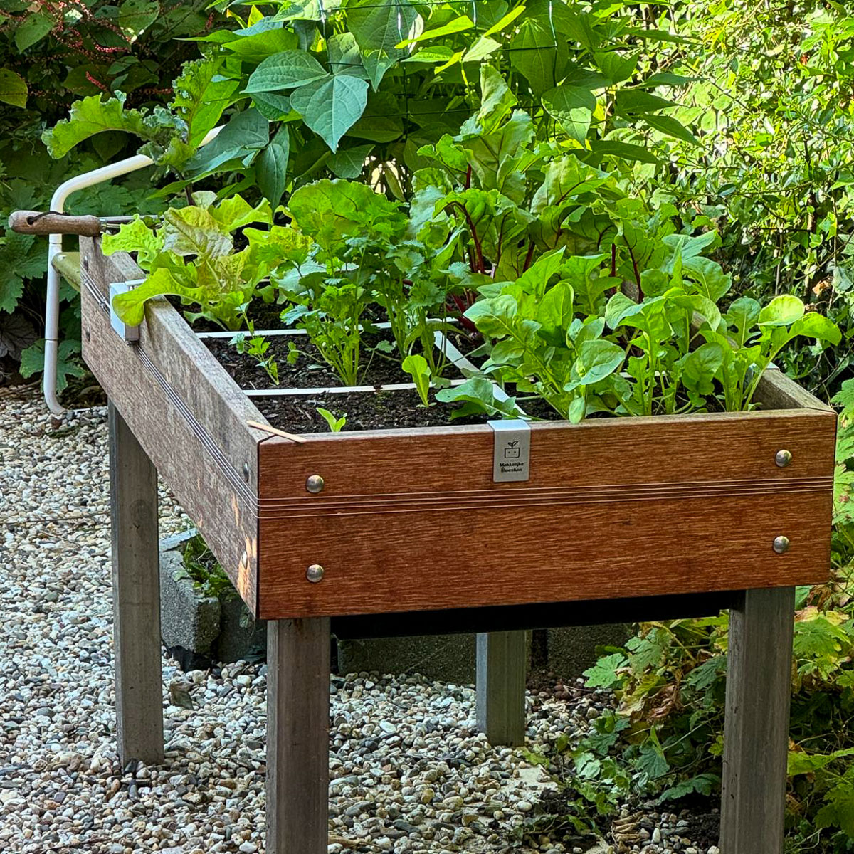 De MM-bamboo tafelbak 3 weken na het zaaien en voor de rest totaal genegeerd.