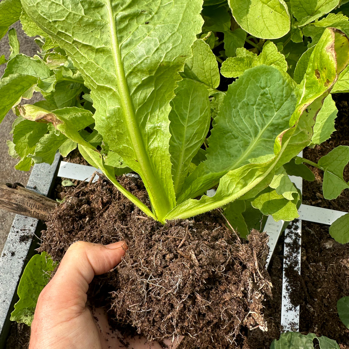 Gezonde wortelkluit van een andijvieplant