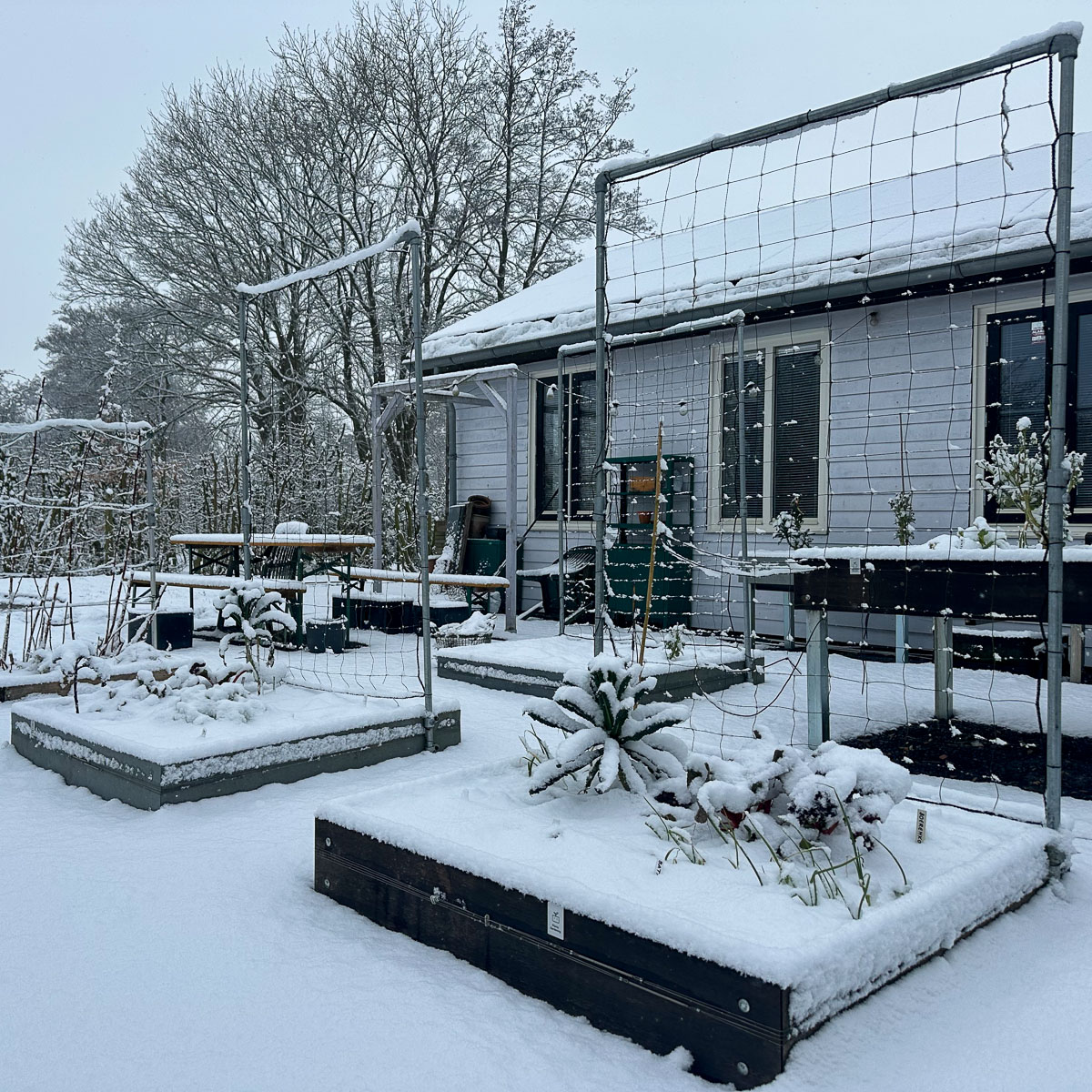 Onze tuin in Den Andel rond 15 februari: overal sneeuw en stijf bevroren