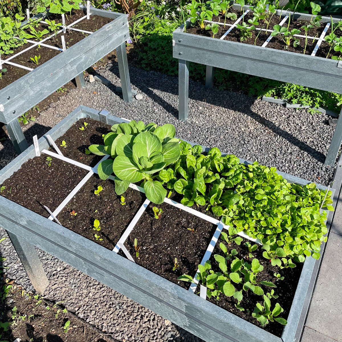 In a Planty Garden, you don’t sow in rows but in square vegetable patches.