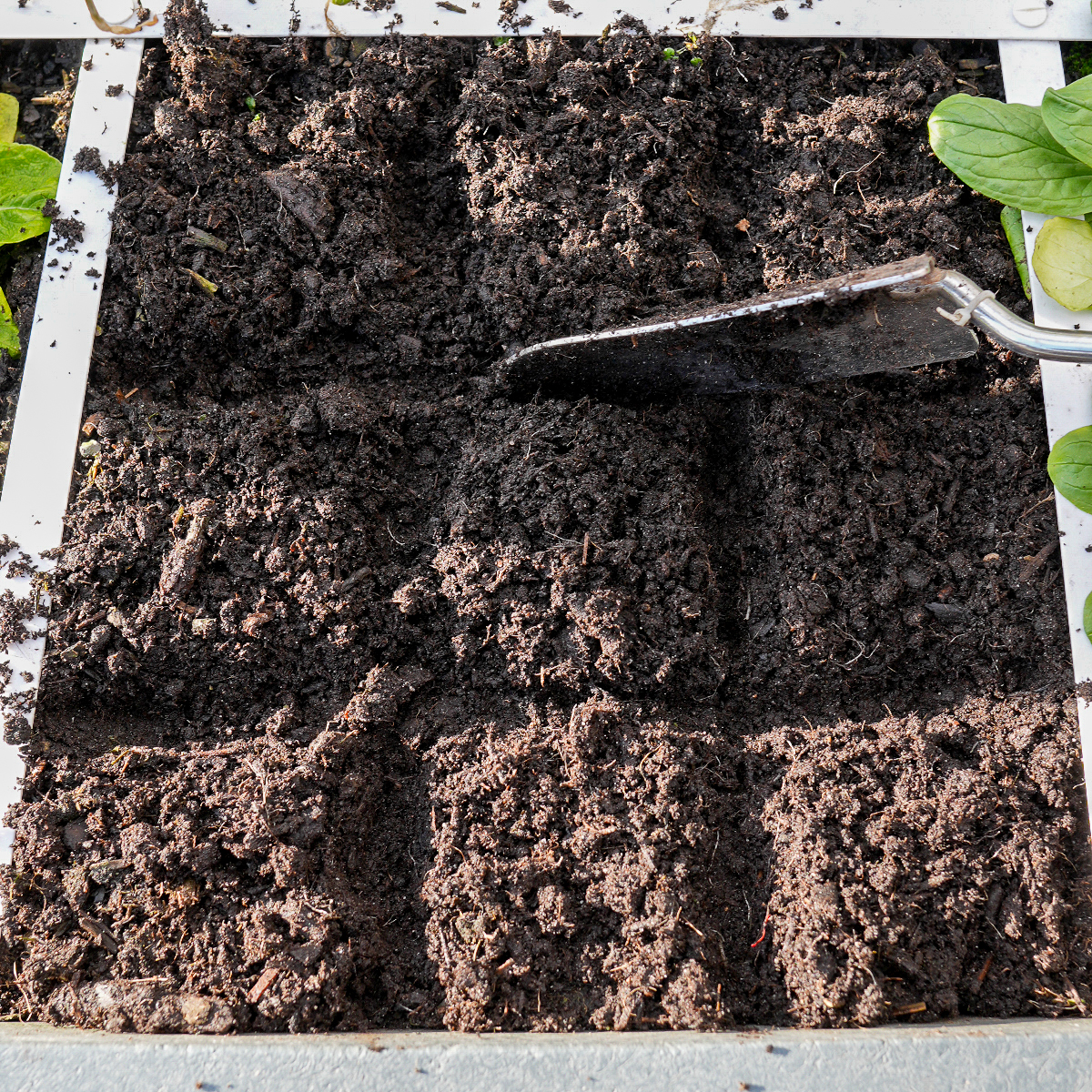 Divide the vegetable garden patch into equal sections